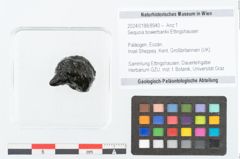 Foto (Objekt + Etikett) von Sequoia bowerbankii Ettingshausen (NHMW-GEO-2024-0188-8940)